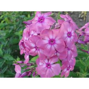 Флокс Phlox Юдифь